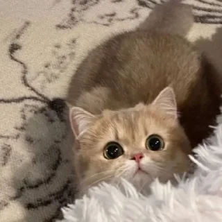 🐈