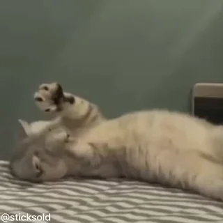 🫢