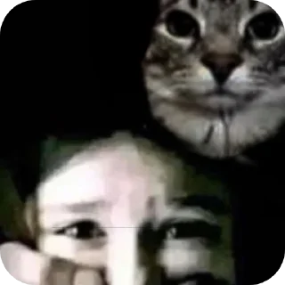 🐱