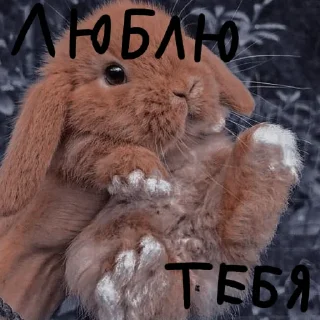 🐰