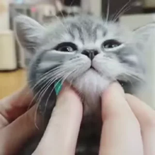 🐈