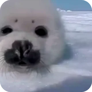 🦭