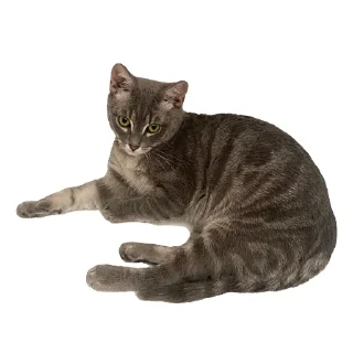 🐈