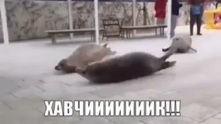 🍽