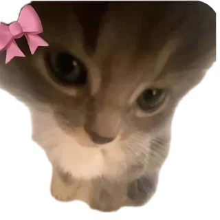 🐱