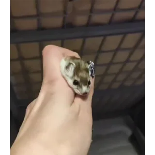 🤲