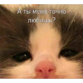 🐱