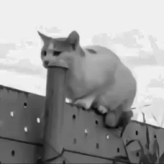🐈‍⬛️