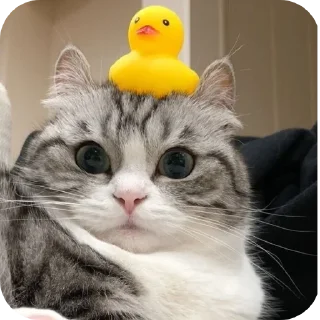 👀
