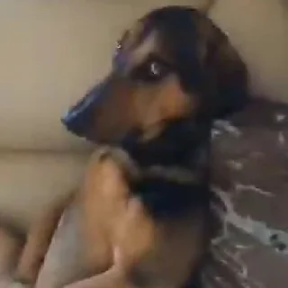 🐶