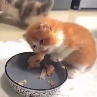 🌟