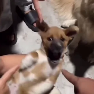 🐩