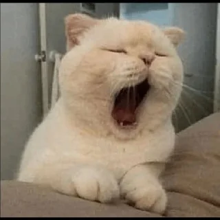 😼