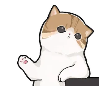 🐱