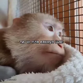 🐵