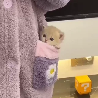 🐈