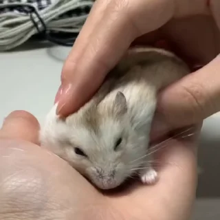 🥟