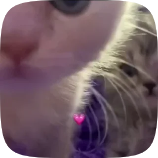 💗
