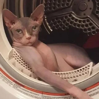 😶