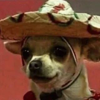 🐶