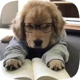 🐶