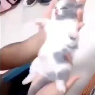 🐱