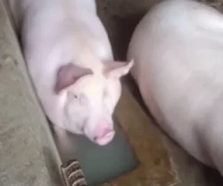 🐷
