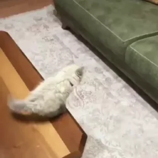 🐱