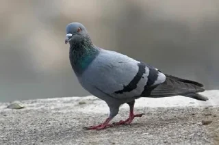🤩