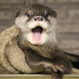 🙀