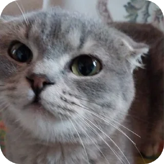 🐱