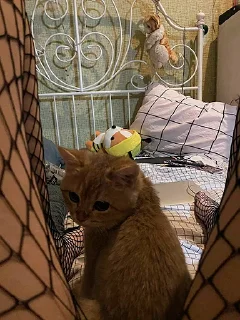 🤩