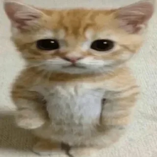 🥺