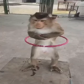 👯‍♀️