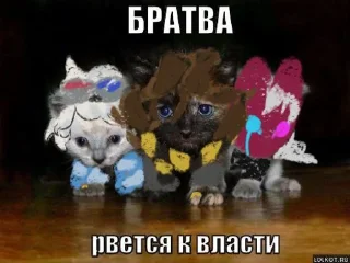 😼