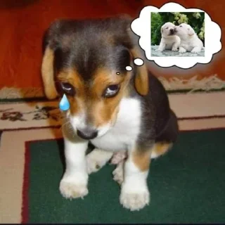 🐶