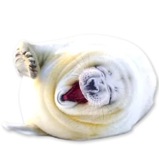 🦭