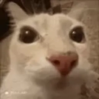 🫣