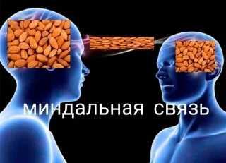 🌰