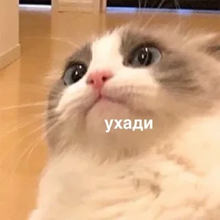 😡