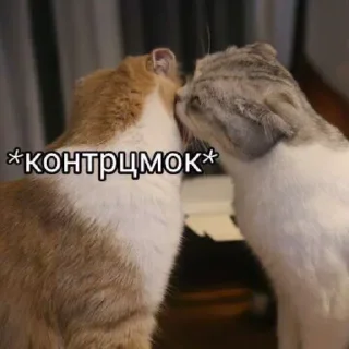 🐈