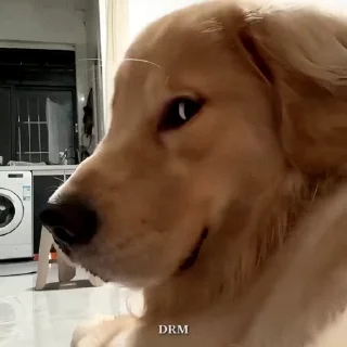 🐾