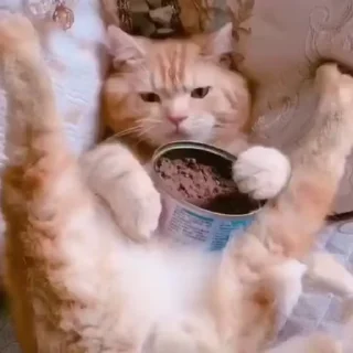 🐟