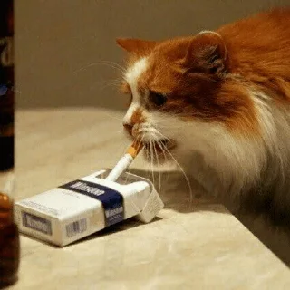 🐈