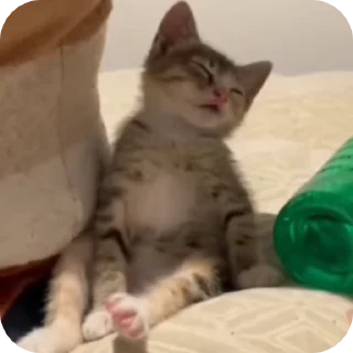 😪