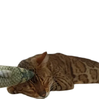 🐱
