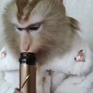🍾