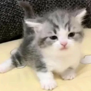 🍪