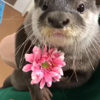🌺