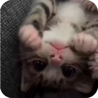 🤩